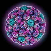 Merkel cell polyomavirus particle, illustration