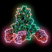 SARS-CoV-2 spike protein complex, illustration