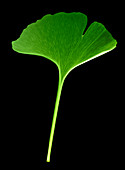 Ginkgo biloba leaf X-ray