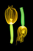 Courgettes with flowers, X-ray