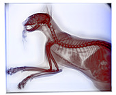 Cat with rodent, X-ray