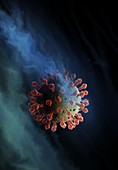 Covid-19 virus in lung fluids, illustration