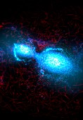 Qubits functioning in a hot phonon field, illustration