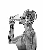 Woman drinking, composite image