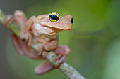 Emerald-eyed tree frog