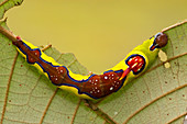 Multi-coloured caterpillar