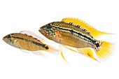 Cichlid fish