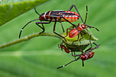 Pentatomomorpha bugs
