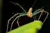 Lynx spider