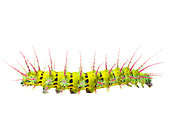 Saturniid moth caterpillar