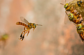 Stingless bee