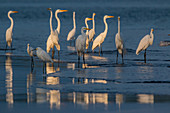 Snowy egret and great egret