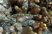 Schultz's pipefish