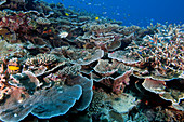 Healthy coral reef, Great Barrier Reef, Australia