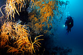 Scuba diver with black coral