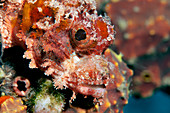 Poss's scorpionfish