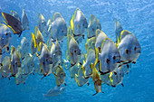 School of golden spadefish