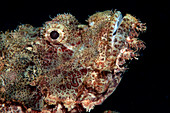 Painted scorpionfish head
