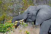 African bush elephant