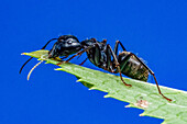 Black Carpenter Ant (Camponotus pennsylvanicus)