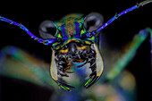 Tiger Beetle (Cicindela aurelenta)