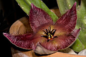 Carrion flower (Stapelia hirsuta)