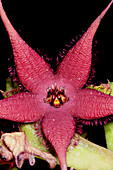 Carrion flower (Stapelia schinzi angolensis)