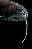 Dragonfish (Astronesthes oligoa)