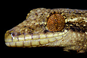 Turnip Tail Gecko (Thecodactylus solimoensis)