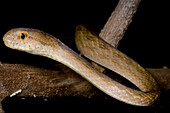 Amazon Coastal House Snake (Thamnodynastes pallidus)