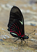 Butterflies and Moths on Amazonian Riverbank