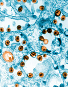 Herpes Virus