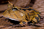 Amazonian Horned Frog (Ceratophrys cornuta)