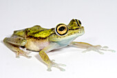 Purplish Treefrog (Boana nympha)