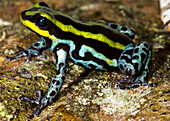 Sira Poison Frog (Ranitomeya sirensis