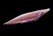 Knifefish (Sternarchella raptor)