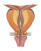 AP view of Prostate, Illustration