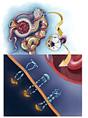 Treatment of Clear Cell Renal Cell Cancer, Illustration