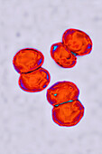 Meningococcus bacteria