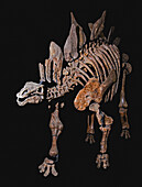 Stegosaurus armatus