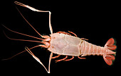 Blind lobsters (family Polychelidae)