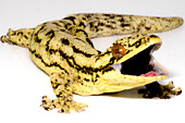 Turnip Tail Gecko (Thecodactylus solimoensis)