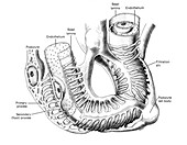 Podocytes on a glomerulus