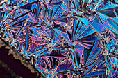 Vitamin-B3 (Nicotinamide), Polarized Light Microscopy