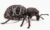 Temperate Rainforest Weevil (Aegorhinus phaleratus)
