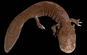 Japanese Giant Salamander (Andrias japonicus