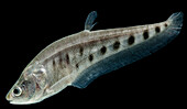 Juvenile Clown Knifefish (Chitala chitala)