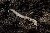 Cave Adapted Millipede (Trichopolydesmus sp.)