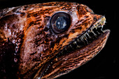 Deep-Sea Snaketooth (Pseudoscopelus sp.)