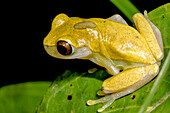 Clown Tree frog (Dendropsophus reticulatus)